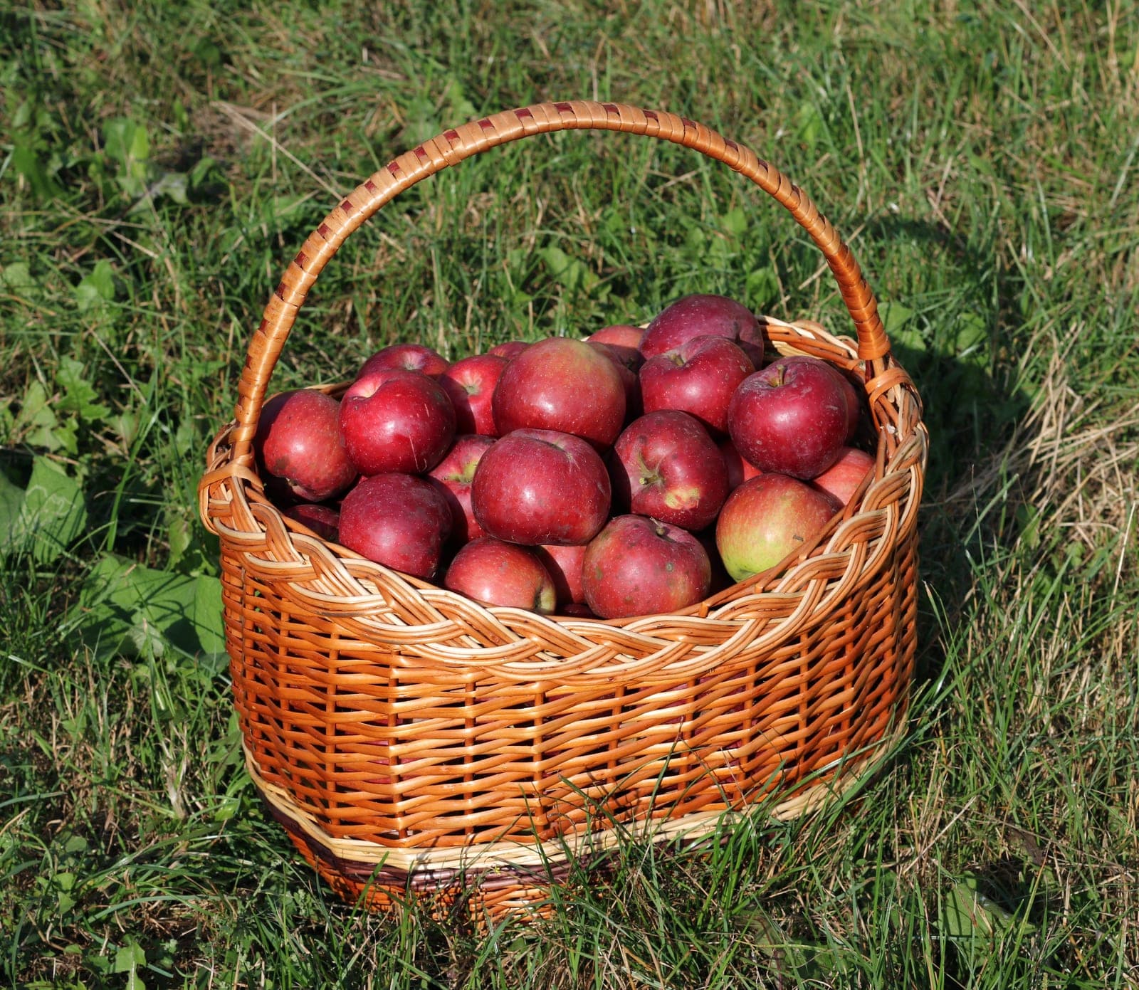 Panier en osier à anse